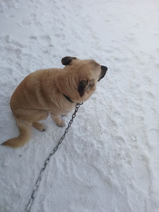 Отдам собаку в добрые руки