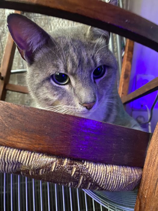 Найден кот Алматы