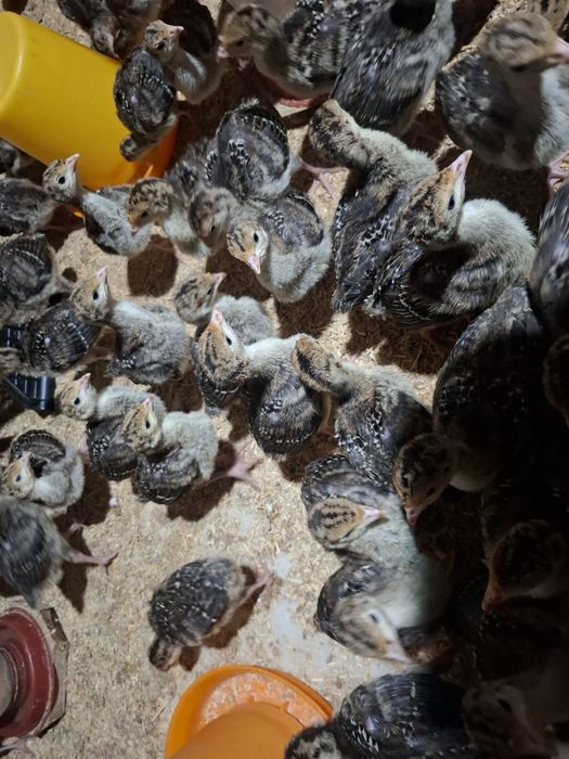 бронза 708 курка жожалари бор