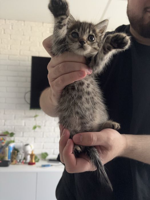 Котенок пиратка