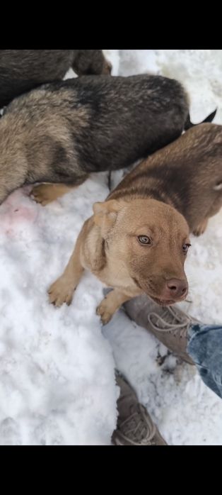 Девочка 4 месяца в добрые руки НЕ на цепь