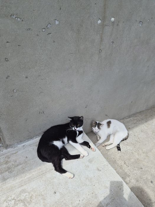 Donatii Pisici spre adoptie