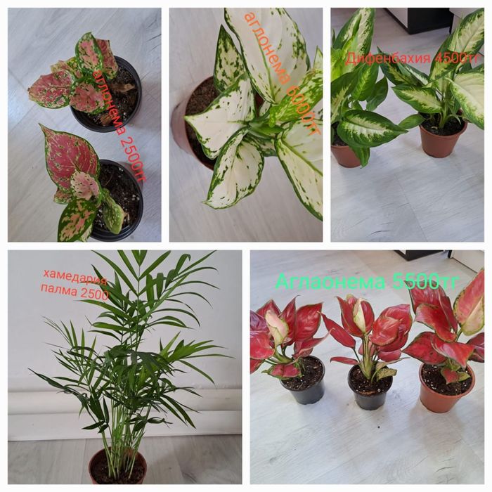 Комнатные растения