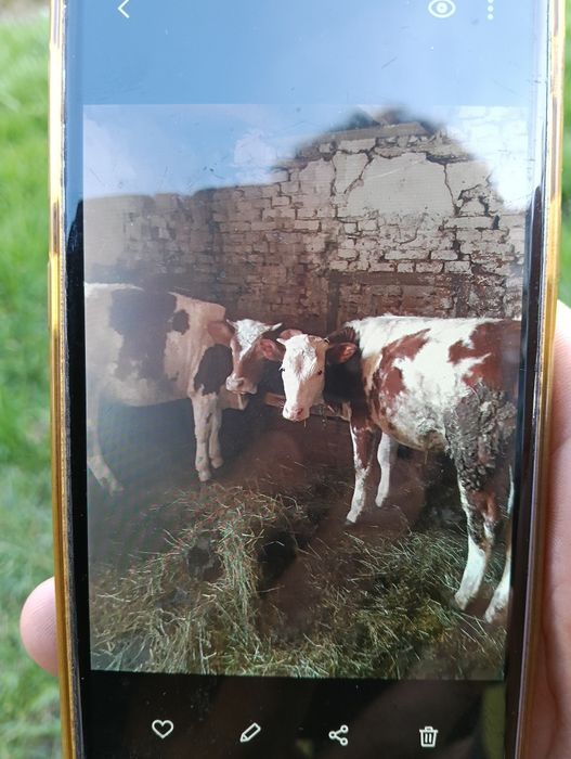 Juninci  de vânzare