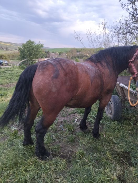 Vând cal de 4 ani blând și mere bine la ham poate umbla ori cine cu el ham