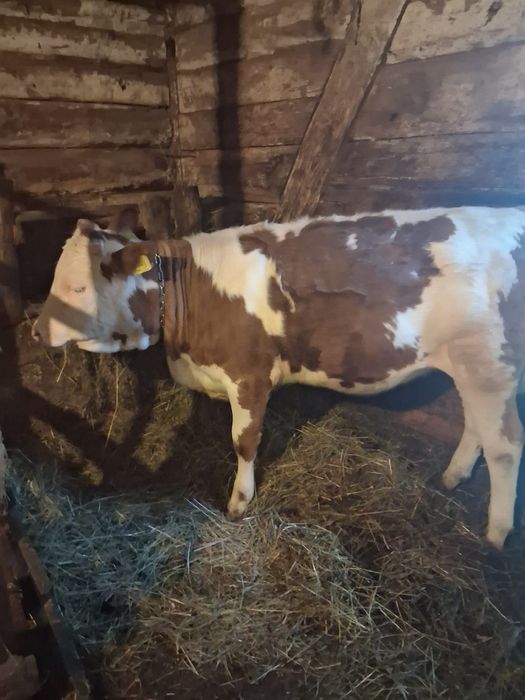 Vând vițea de 6 luni!