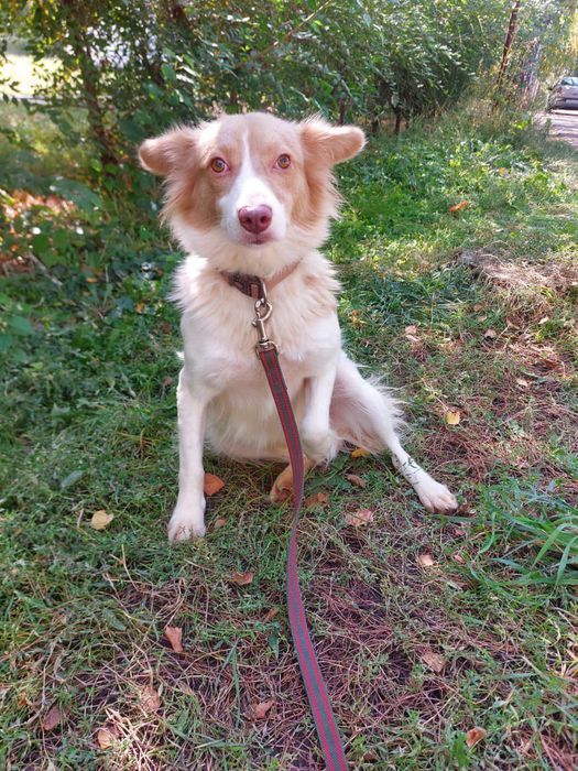 Маленькая собачка Белка