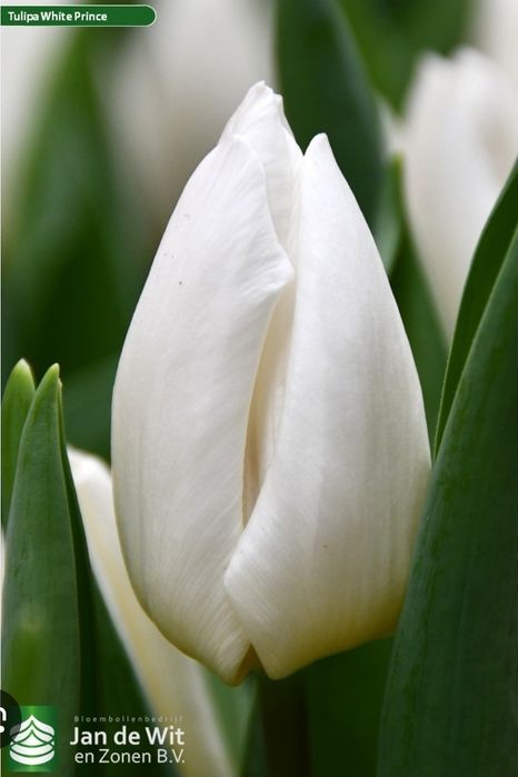 Тюльпаны Оптом  к 8 марта