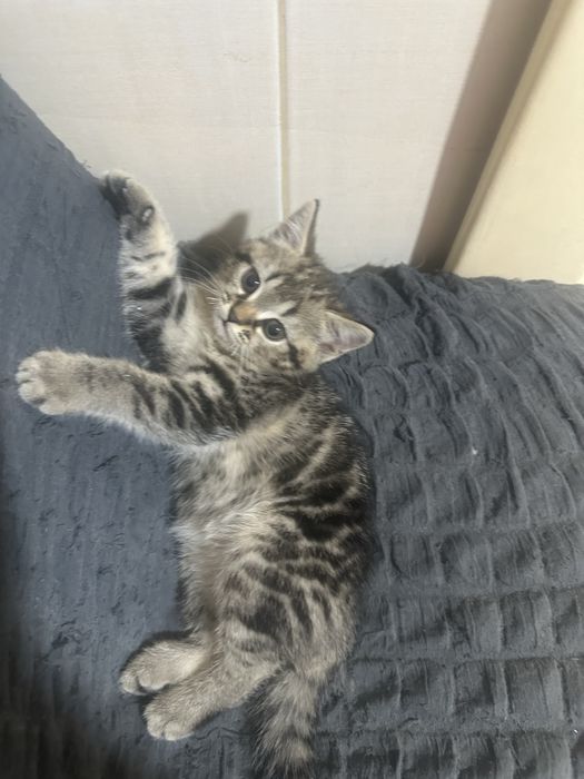 Отдам котёнка в добрые руки .