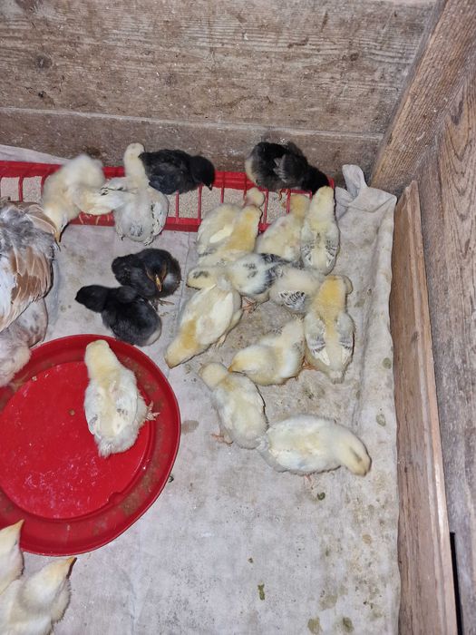 Pui de rasă comună