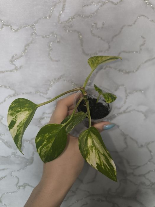 Комнатные растения цветы сциндапсус эпипремнум