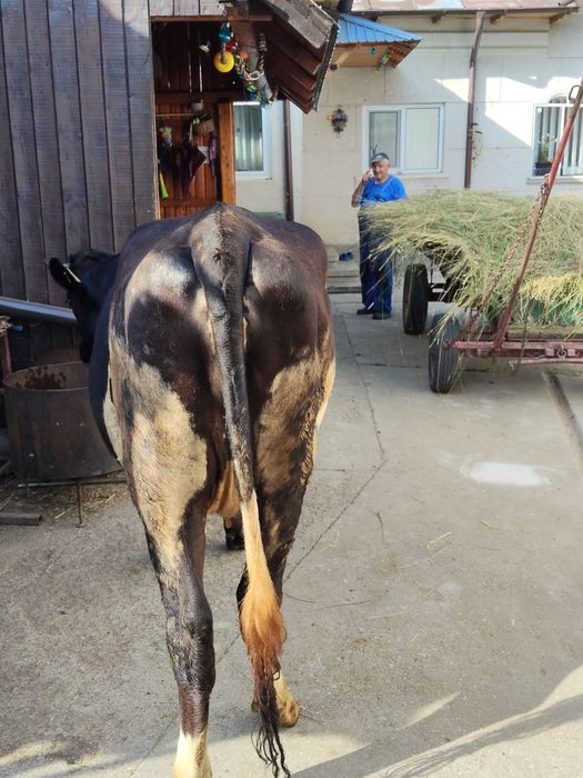 Vaca gestanta intretinuta