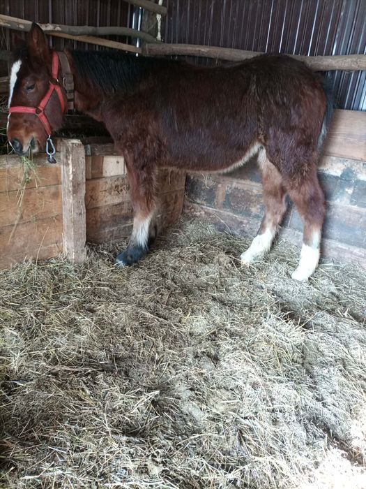 Vand Manz 6 pe 7 luni