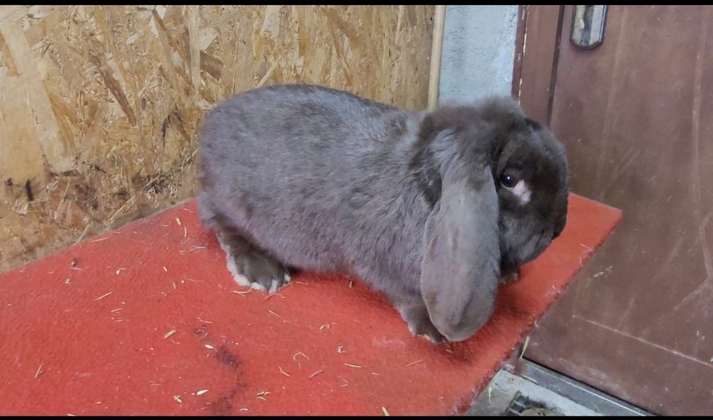 Iepuri berbec german