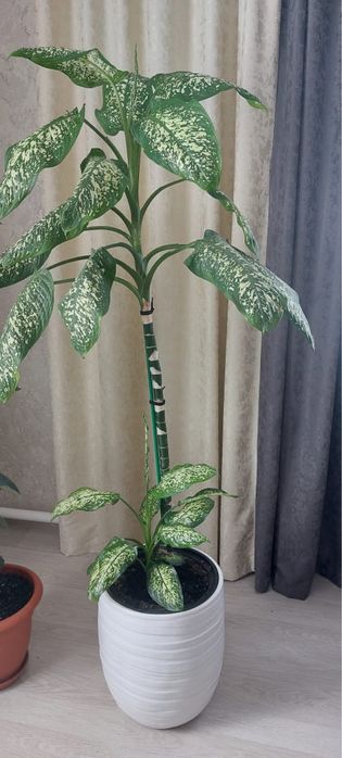 Продам цветок Дифенбахия