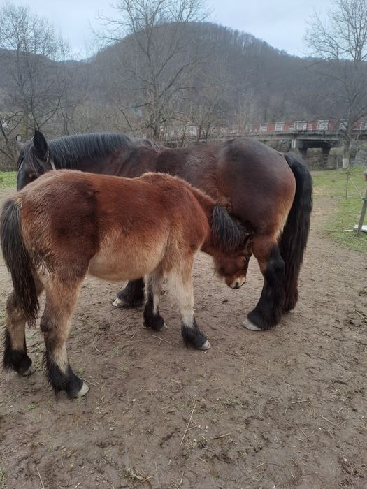 Manza ardeneza 6 luni