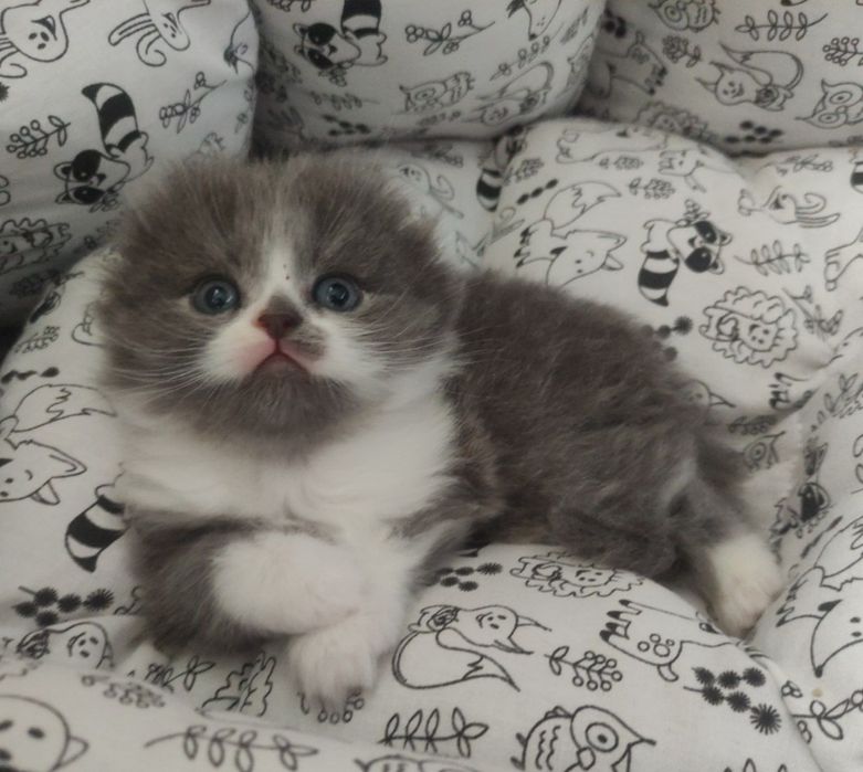 Остался 1 котёнок!