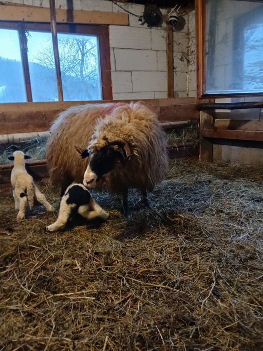 Vând oaie cu 2 miei