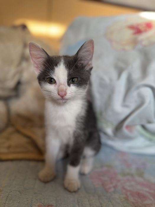 котенок бесплатно кошка