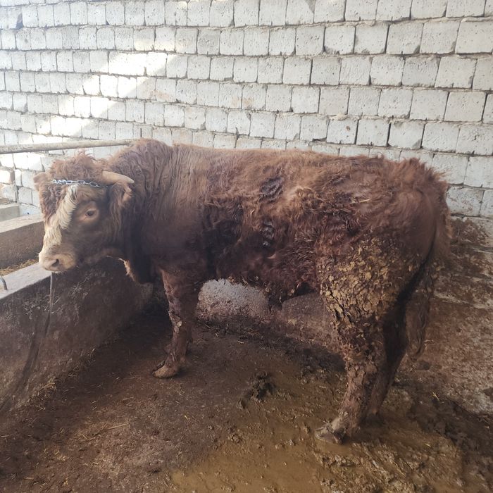 Limuzin paroda nasllikka