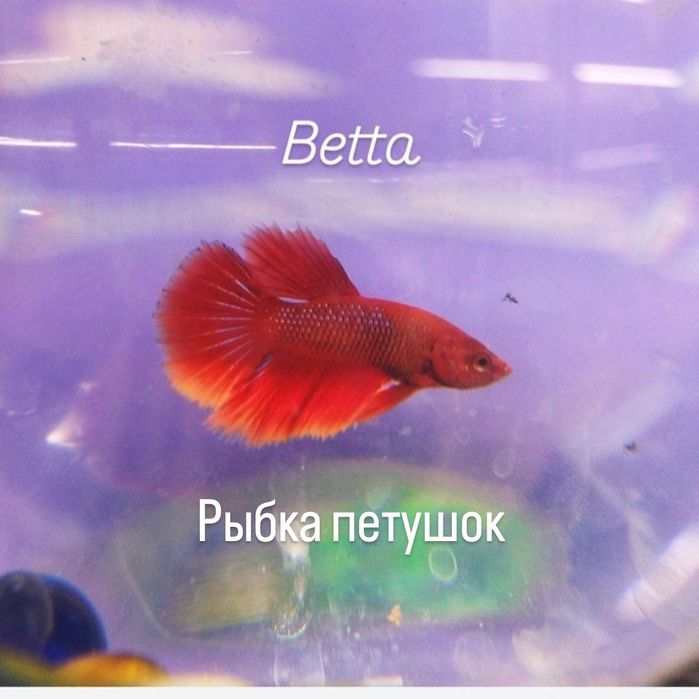 Рыбка петушок ,р-н Орбита