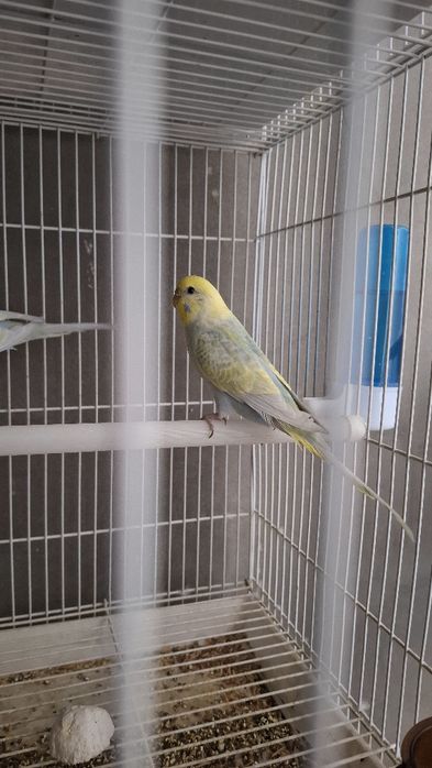 Волнистые попугай