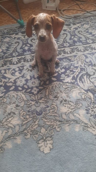 Домашние щенки, звонки