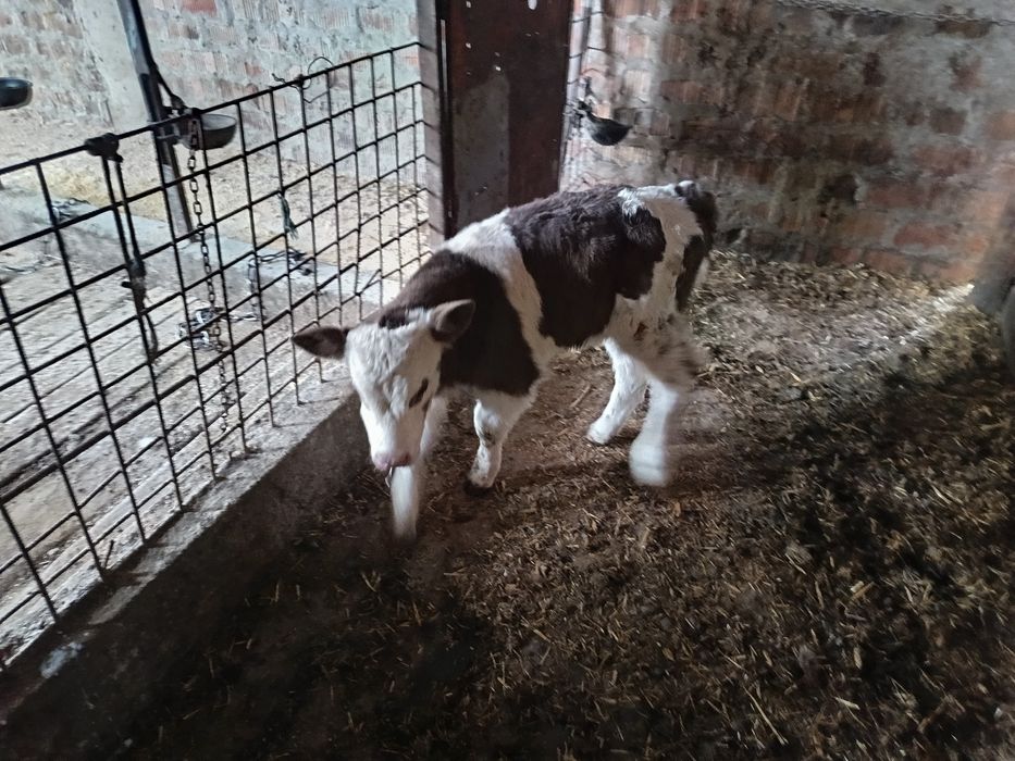 Vând vacă bălțată foarte cuminte