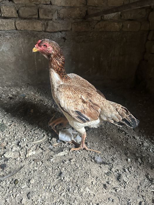 dakan tovuq daken makion