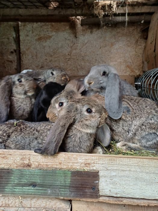 iepuri rasa berbec german
