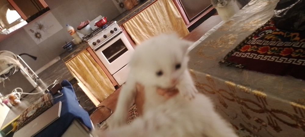 Porno onlayn tomosha: Oqituvchi bilan jinsiy aloqa