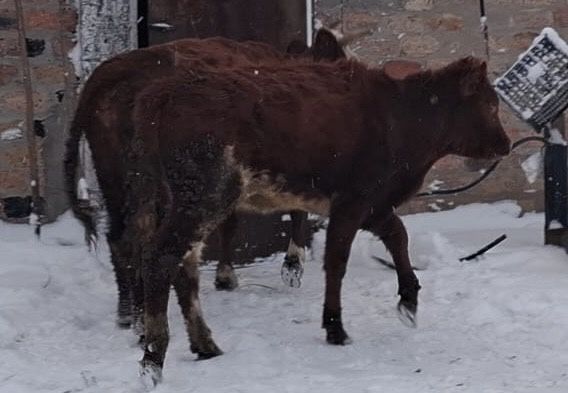 Торпақ   сатылады