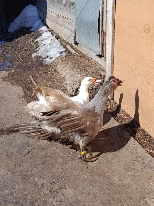 Продам молодых селезней индоуток