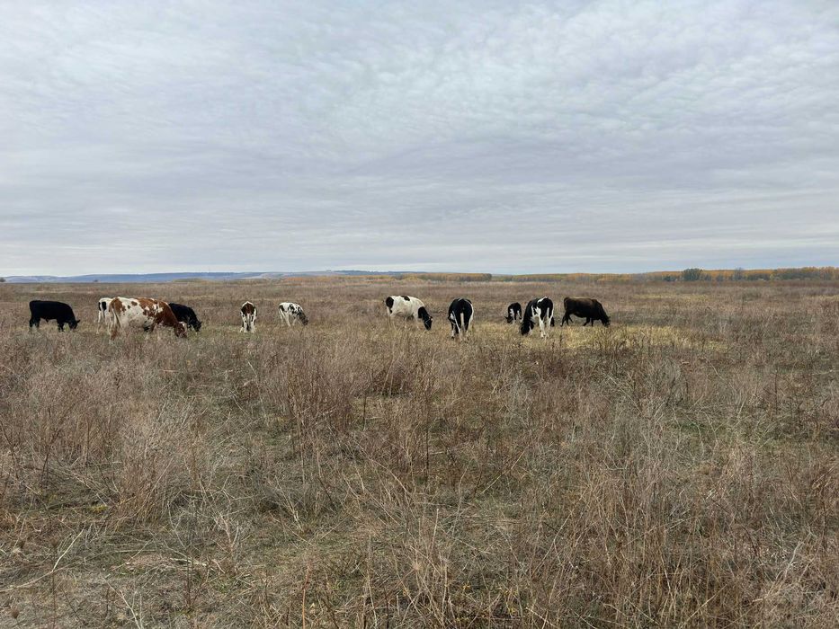 VAND TAURI INTRE 300-600 kg (Dabuleni, Dolj)