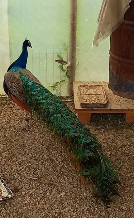 Mascul matur de paun Standard  !