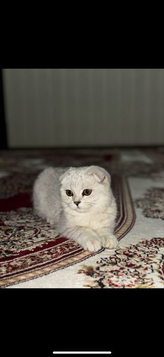 Продается кошка скоттиш фолд
