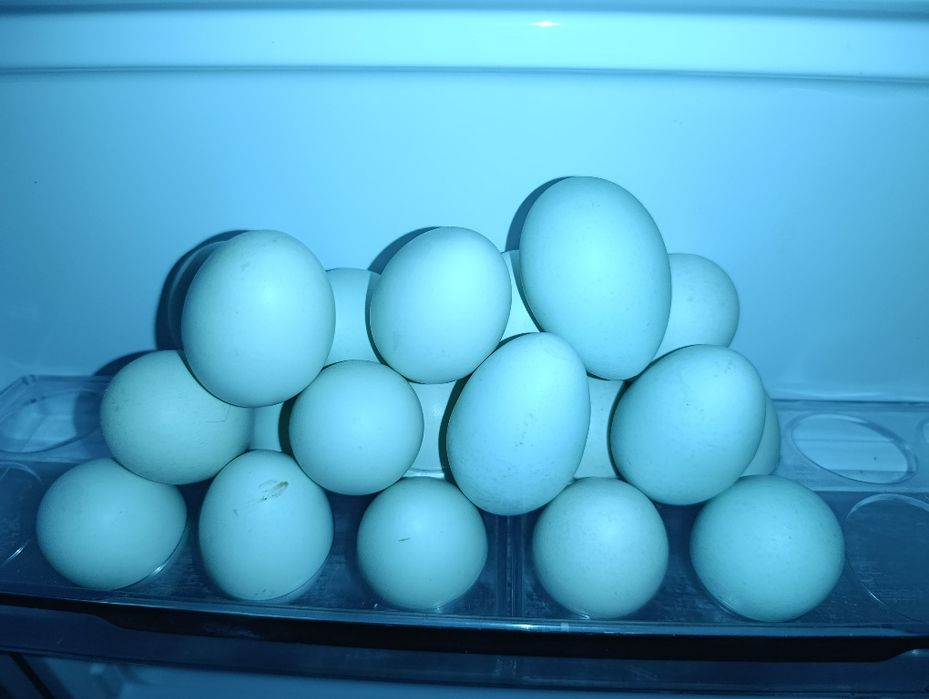 Uxayil tovuq koʻk tuxumlariga zakas olamiz