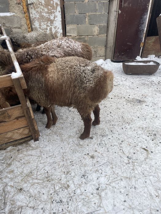 Кошкар 7-8 ай калада