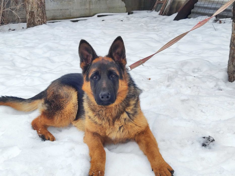 Щенки овчарки продается