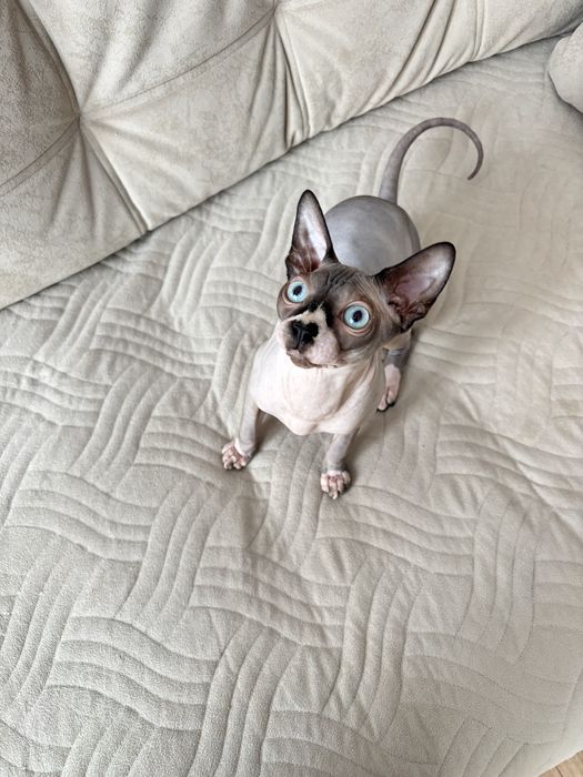 Продам котенка Сфинкс