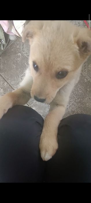 ogʻil bacha kuchukcha