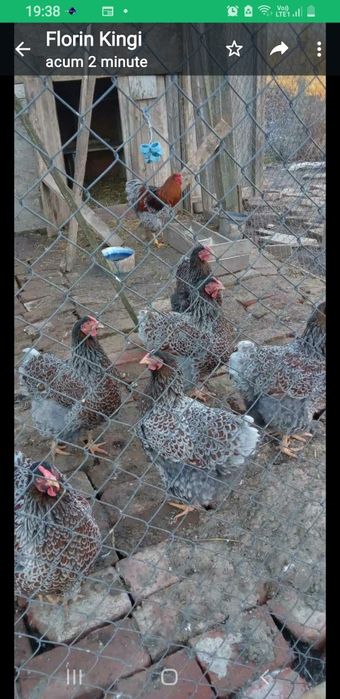 Vind ouă gaini wyandotte albastru auriu 10