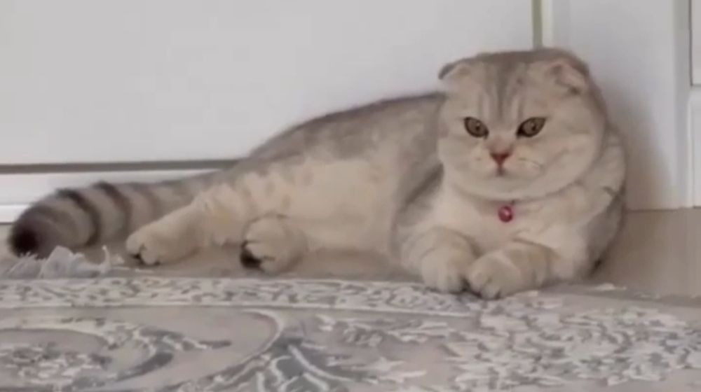 Serebrista Shinshilla skotish fold