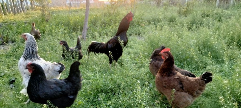 Хонаки товуклар тухумлари бор.