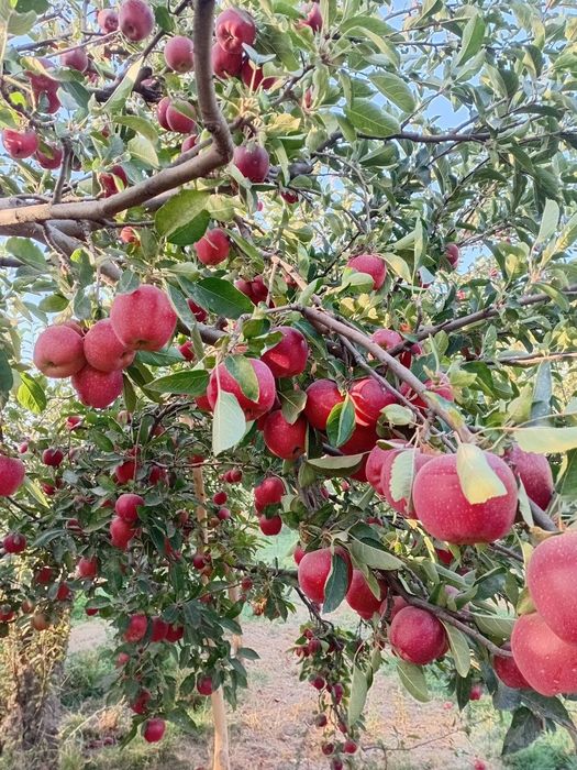 Baxmal Olmasi sotiladi hali shoxidan uzulmagan narxini  kelishamiz