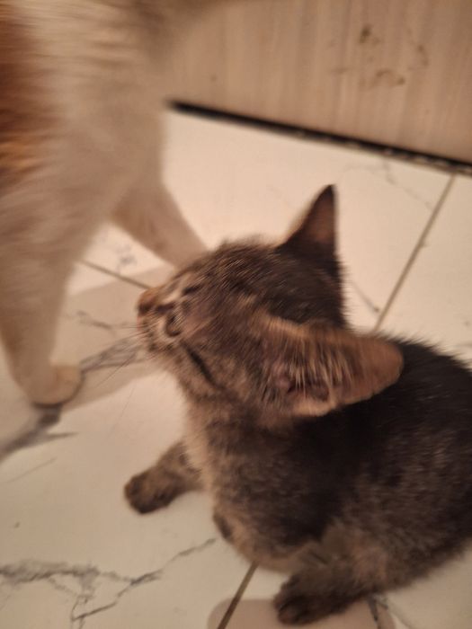 Беслатное котятя