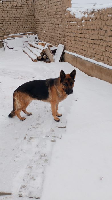 немецская обчарка