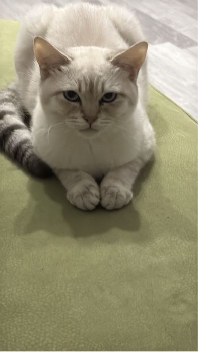 Кот Британец смесь Шотландцем