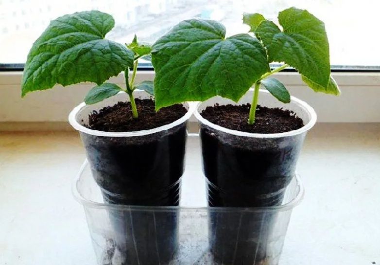 Рассада огурцов.