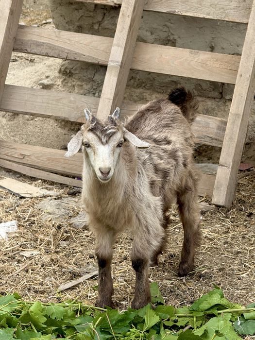Sogʻin sogʻlom rasiskiy echki va ikki dona bolasi bilan birga sotiladi